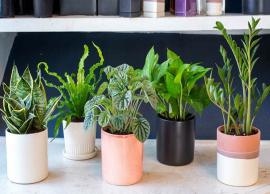 Want Good Sleep? Keep These Plants in Your Room