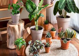 5 Indoor Plants That are Best For Your Home