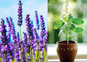 5 Plants To Help You Get Rid of Mosquitoes