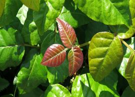 5 Remedies To Treat Toxic from Poison Ivy Plant