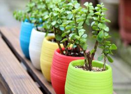 5 Pots To Bring Home For Your Plants
