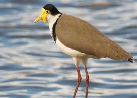 Different Species of Plover and Lapwing Found in India