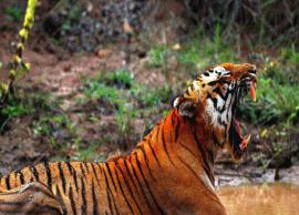 5 Least Known Pristine Wildlife Sanctuaries in India