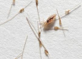9 Best Suited Remedies For Treating Pubic Lice