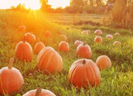 5 Harmful Effects of Eating Pumpkin on Your Health