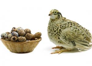 Have You Heard About The Amazing Benefits of Eating Quail Eggs