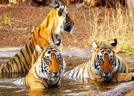 Best Escape To Summers in Rajasthan is Ranthambore National Park