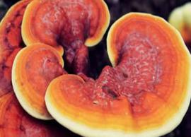 The Pros and Cons of Consuming Reishi Mushrooms
