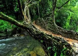 5 Most Famous Root Bridges To Visit in Meghalaya