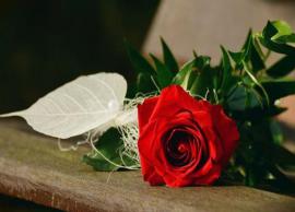 Valentines 2019- Love Messages To Share on Rose Day
