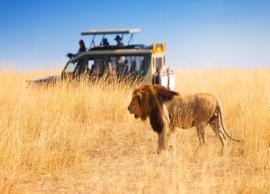 6 Safari Destinations in Australia You Must Visit Once in a Lifetime