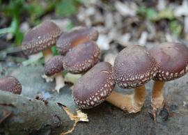 Uncovering the 7 Impressive Health Benefits of Shiitake Mushrooms