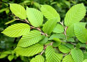 Slippery Elm is What You Need To Reduce Fat fast, Read More Benefits