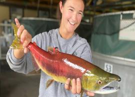 6 Amazing Health Benefits of Sockeye Salmon