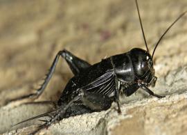 5 Species of Cricket Found in India