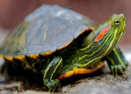 5 Rare Species of Turtle Found in India