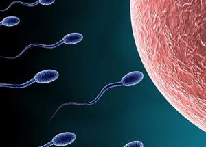 5 Food To Improve Your Sperm Count