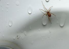 This Trick to Stop Spiders Getting in House is Amazing