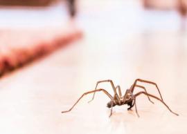 5 Easy Ways To Get Rid of Spiders
