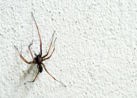 5 Home Remedies To Keep Spiders Out of Your House
