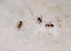 5 Natural and Easy Ways To Get Rid of Sugar Ants