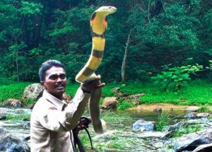 A Man Who Has Rescued 113 King Cobras And Aims To Catch More