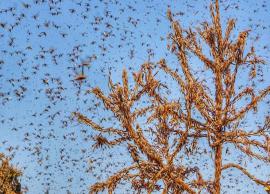 Swarms of locust still active in 15 districts of Rajasthan, Madhya Pradesh