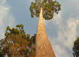 6 Most Tallest Trees To Visit Around The World