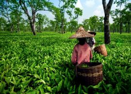 Most Famous Tea Gardens To Visit in India
