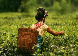 Coronavirus Update- Tea Growers in Himachal Under Major Losses 