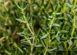 6 Well Known Beauty Benefits of Thyme