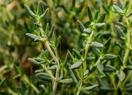 5 Health Benefits of Thyme