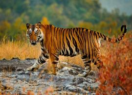 Tiger in Maharashtra Killed 40 Year Old Woman