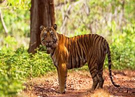 5 Best Tiger Reserves in Maharashtra