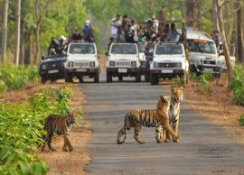 6 Tiger Reserves in India You Must Visit