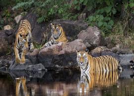 10 Tiger Reserves You Can Visit in India