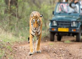 Choose These Tiger Safari in India To Have An Adventurous Tiger Spotting