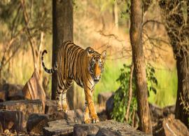 Best and Most Famous Places for Tiger Safari in India
