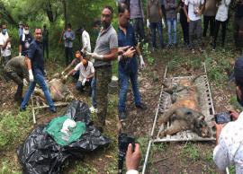 Rajasthan / Tragic love story of two love-lost tigers comes to end after body of tigress found in Mukundara