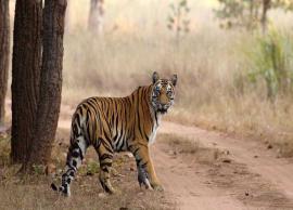 Tigress Avni, suspected to be behind death of 14 people, killed in Yavatmal