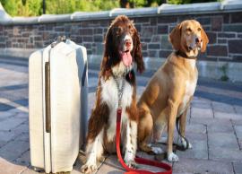 5 Things To Keep While Traveling With Dog