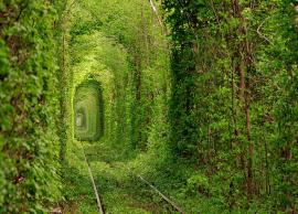 6 Beautiful Tree Tunnels To Visit Around the World