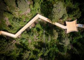 6 Unique Treetop Walkways In The World