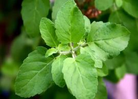 6 Powerful Benefits of Using Tulsi for Skin and Hair