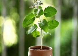 6 Well Known Health Benefits of Tulsi