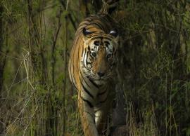 6 Most Popular Wildlife Sanctuaries and National Parks To Visit in Uttar Pradesh