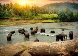 5 Amazing National Park and Wildlife Sanctuaries in Uttarakhand