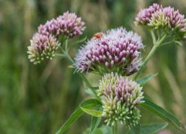 6 Least Known Health Benefits of Valerian