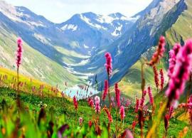 5 Most Attractive Valley of Flowers in India