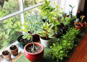 Know The Right Direction To Keep Plants in House For Growth and Prosperity